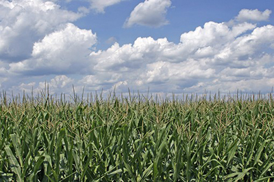 Field